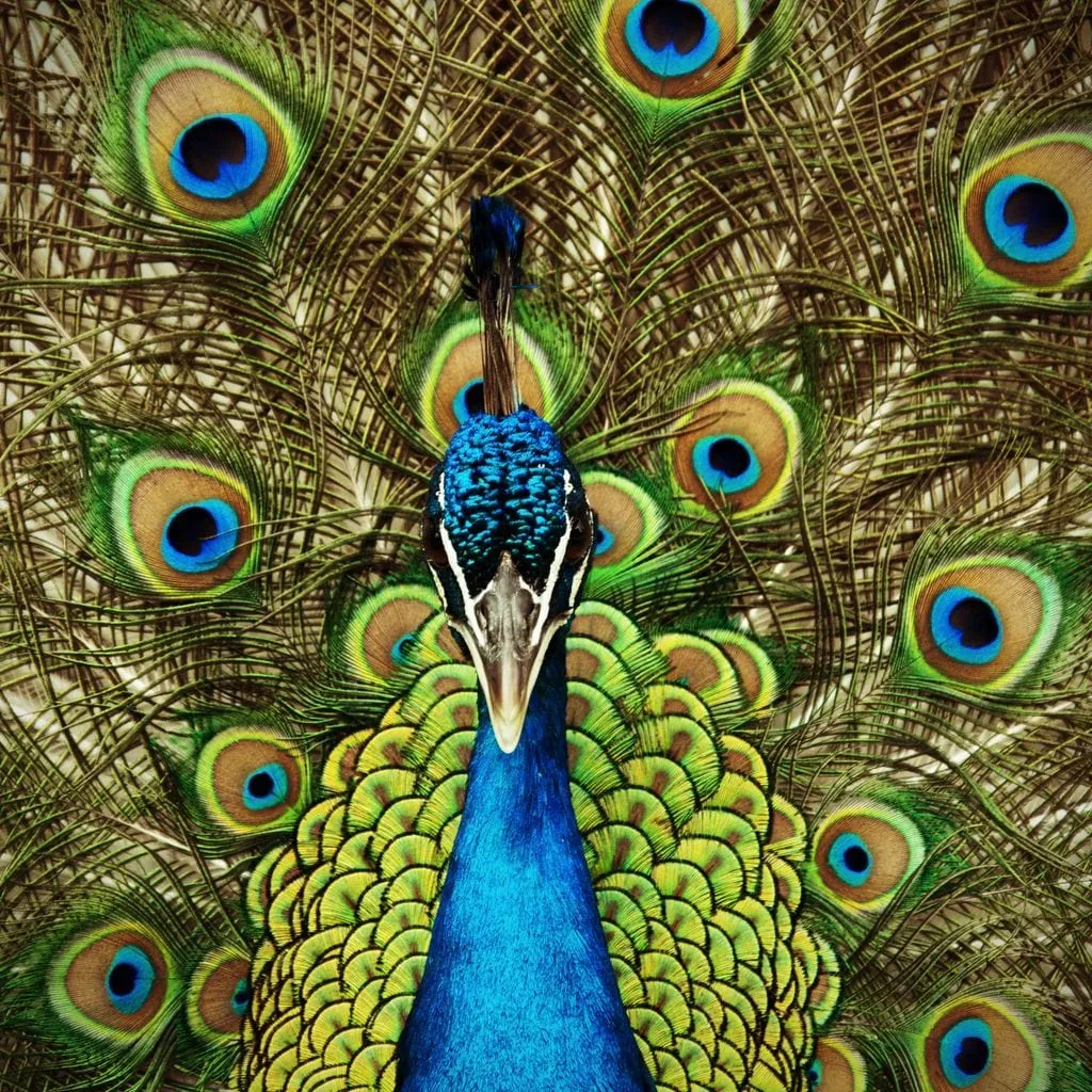 Champion Peacock