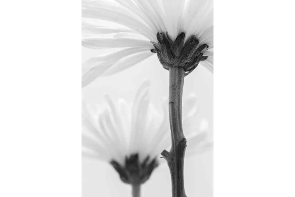 Daisy Stem